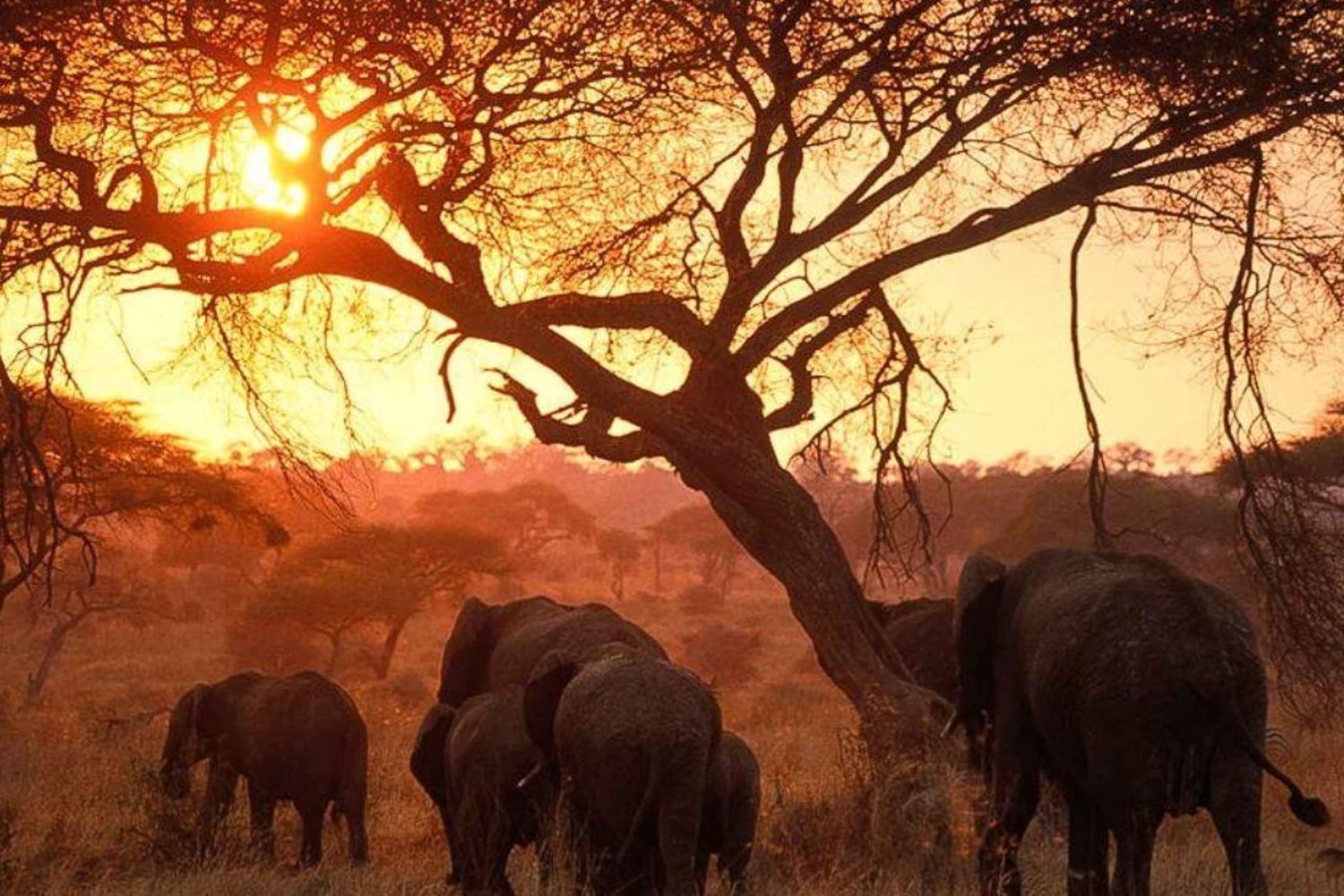 Arusha: 6 giorni di avventura nella natura selvaggia della Tanzania