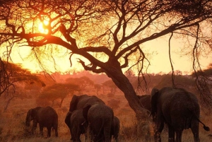 Arusha: 6 giorni di avventura nella natura selvaggia della Tanzania