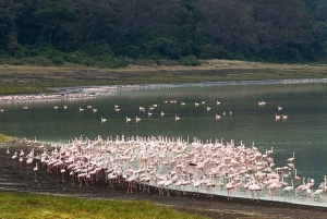Arusha: 6 giorni di avventura nella natura selvaggia della Tanzania