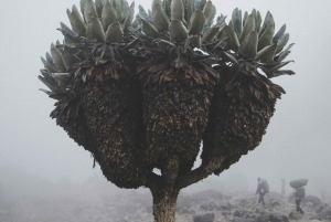 Arusha: 7 dias de caminhada pela Rota Lemosho do Kilimanjaro com estadia num hotel