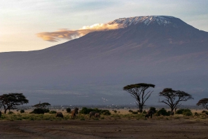 Arusha: 7 dias de caminhada pela Rota Lemosho do Kilimanjaro com estadia num hotel