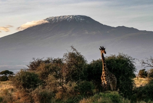 Arusha: 7 dias de caminhada pela Rota Lemosho do Kilimanjaro com estadia num hotel