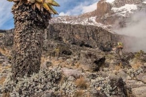 Arusha: 7 päivän opastettu Kilimanjaron Machame-reitti