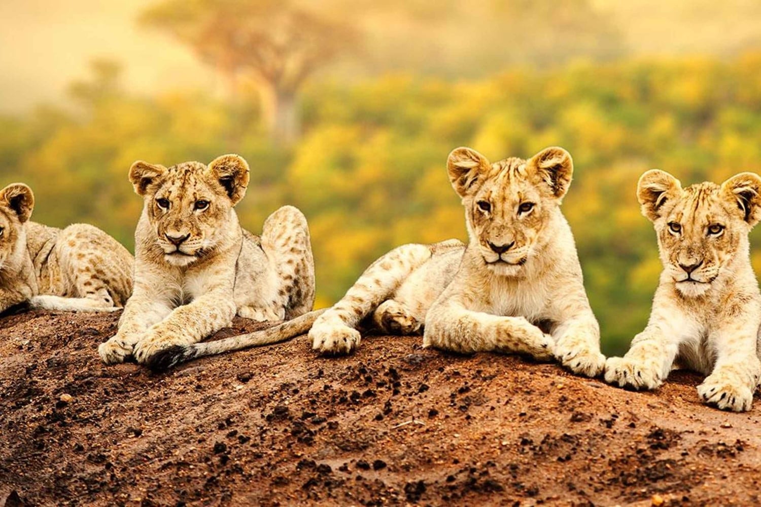 Аруша: 7-дневное сафари по Тарангире, Серенгети и Нгоронгоро