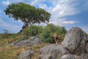 Аруша: 7-дневное сафари по Тарангире, Серенгети и Нгоронгоро