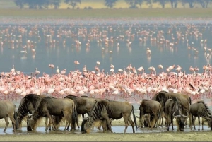 Arusha: 7-dagers safaritur med Materuni-fossene
