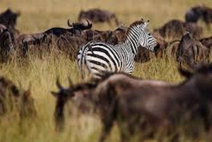 Arusha: 7-dagers safaritur med Materuni-fossene