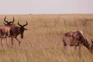 Arusha: 7-dagers safaritur med Materuni-fossene
