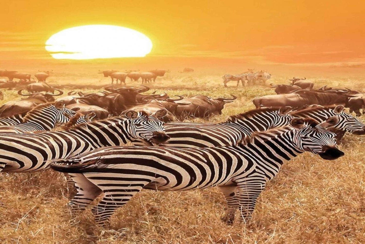 Arusha: 7-Day Serengeti Migration Safari with Accommodation