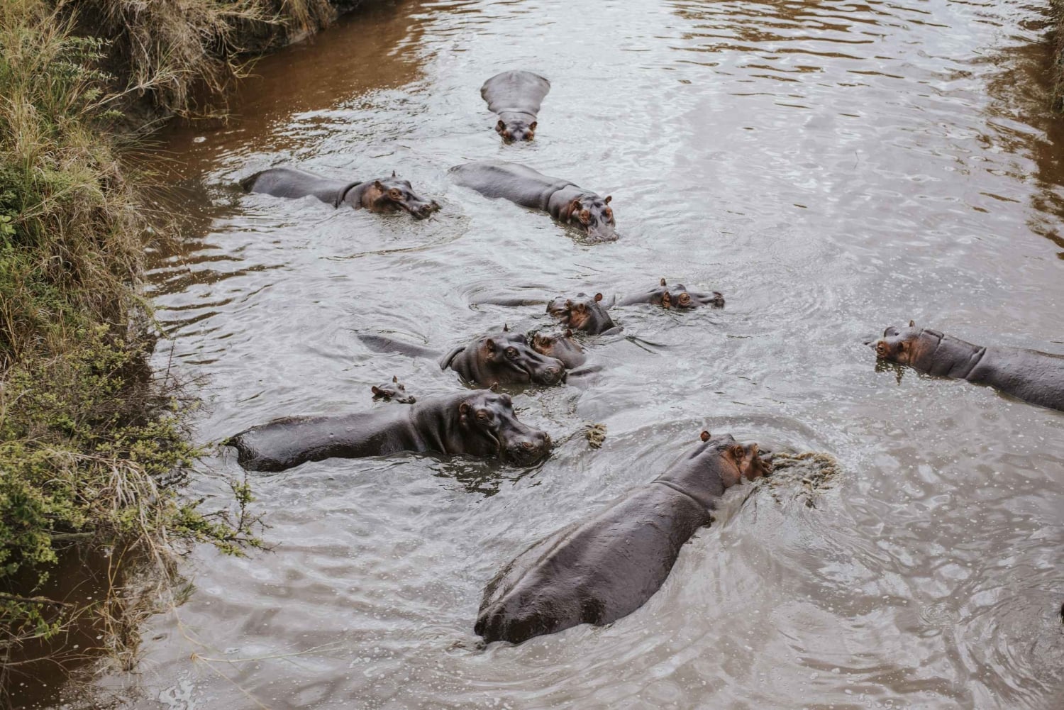 アルーシャ：7日間タンザニアプライベートミッドレンジサファリ