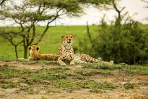 Arusha: 7-Day Tanzania Safari with Accommodation