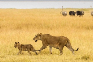 Arusha: 7-daagse Tanzania-safari met accommodatie