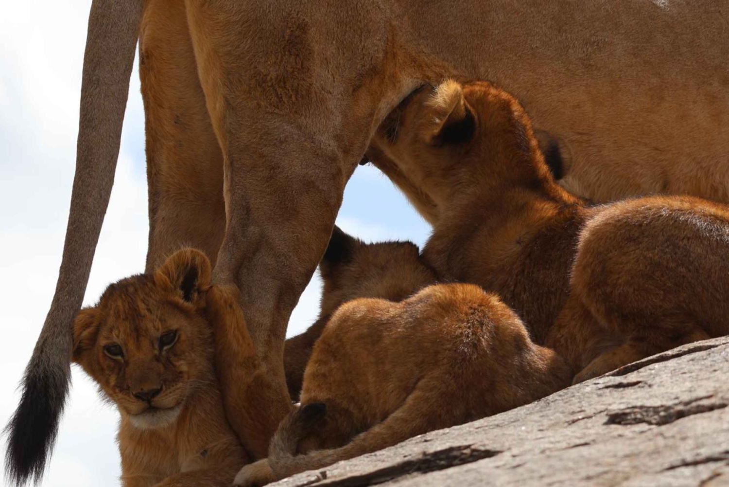 Arusha: 7-tägige Safari durch Tarangire, Ngorongoro und Serengeti