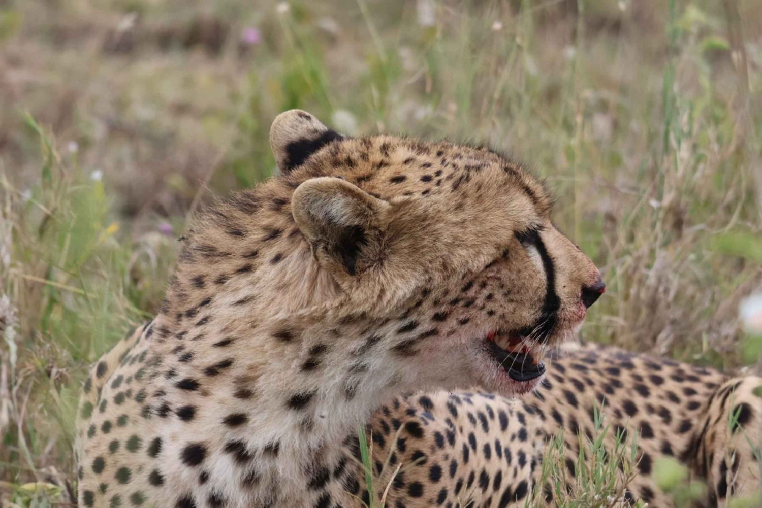 Arusha: 7-tägige Safari durch Tarangire, Ngorongoro und Serengeti