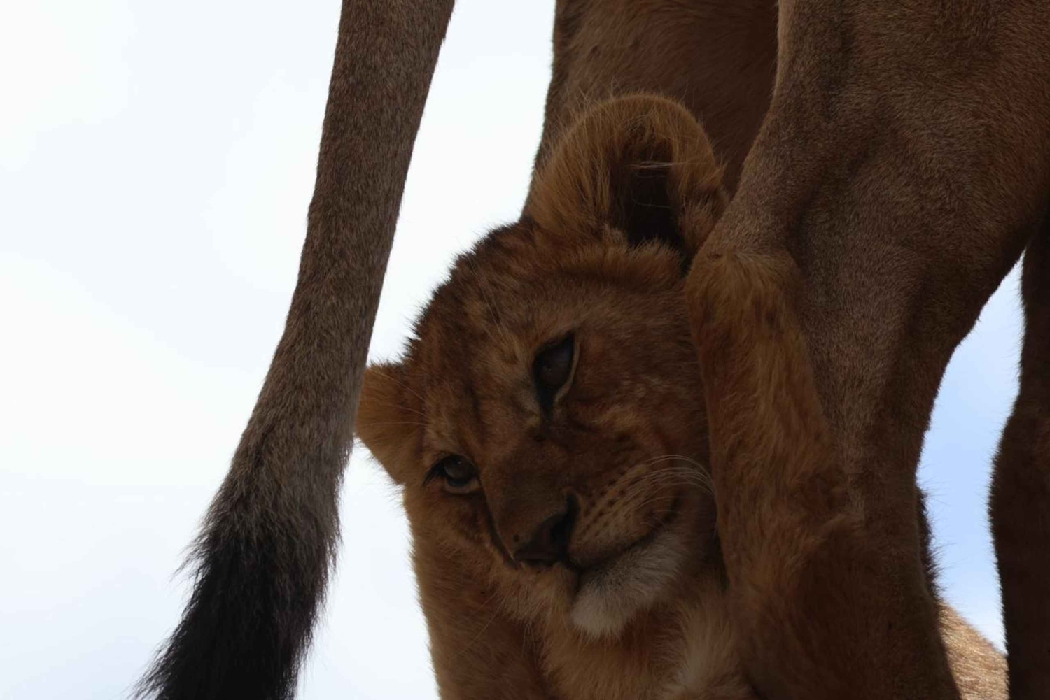 Arusha: 7-tägige Safari durch Tarangire, Ngorongoro und Serengeti