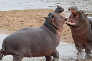 Arusha: 7-tägige Safari durch Tarangire, Ngorongoro und Serengeti