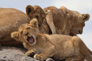 Arusha: 7-tägige Safari durch Tarangire, Ngorongoro und Serengeti