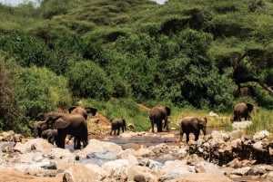 Arusza: 7-dniowe safari Odkryj prawdziwą Afrykę znad jeziora Manyara