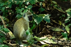 Arusza: 7-dniowe safari Odkryj prawdziwą Afrykę znad jeziora Manyara