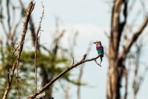 Arusza: 7-dniowe safari Odkryj prawdziwą Afrykę znad jeziora Manyara