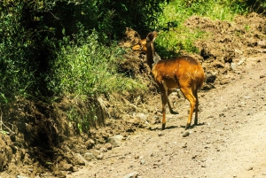Arusza: 7-dniowe safari Odkryj prawdziwą Afrykę znad jeziora Manyara