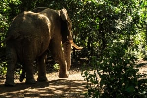 Arusza: 7-dniowe safari Odkryj prawdziwą Afrykę znad jeziora Manyara