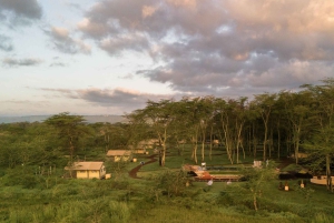 Arusza: 7-dniowe safari Odkryj prawdziwą Afrykę znad jeziora Manyara