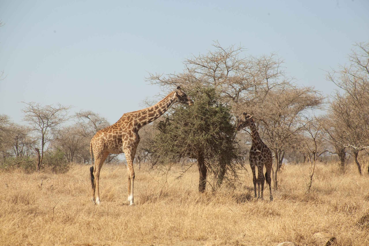 Arusha: 8-daagse safari naar Tarangire, Serengeti en Ngorongoro