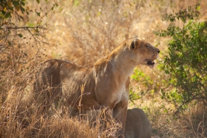 Arusha: 8-daagse safari naar Tarangire, Serengeti en Ngorongoro