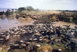 Arusha: 8-Day Serengeti Migration Safari Tour