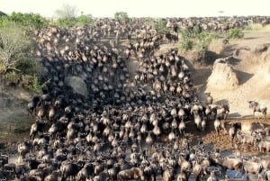 Arusha: 8-Day Serengeti Migration Safari Tour