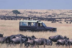 Arusha: 8-Day Serengeti Migration Safari Tour