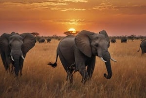 Arusha: 8-Day Serengeti Migration Safari Tour