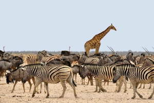 Arusha: 8-Day Serengeti Migration Safari Tour