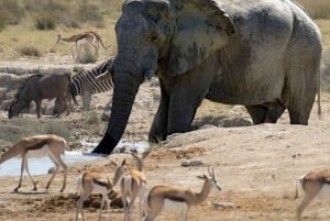 Arusha: 8-Day Serengeti Migration Safari Tour
