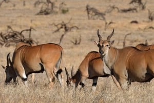 Arusha: 8-Day Serengeti Migration Safari Tour