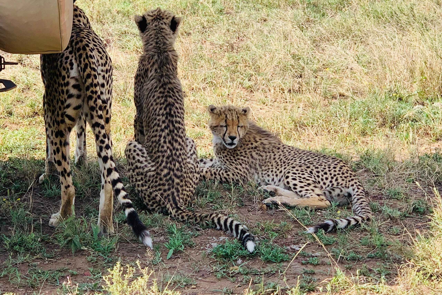 Arusha: 9-Day Photographic Camping Safari