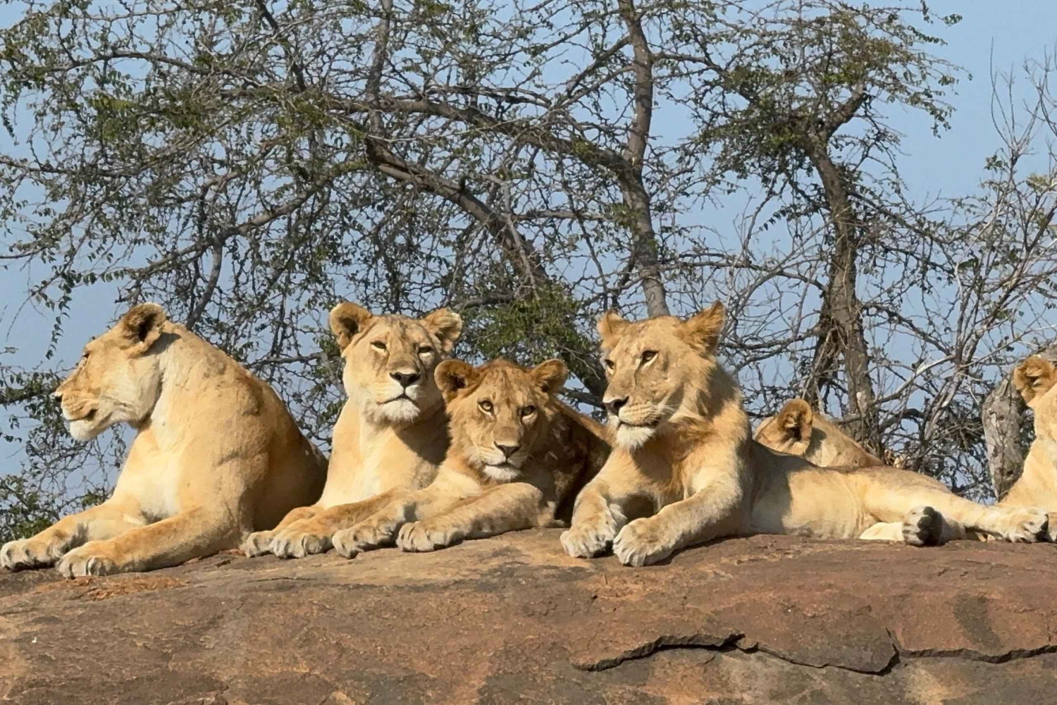 Arusha: 9-Day Photographic Camping Safari