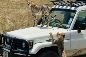 Arusha: 9-Day Photographic Camping Safari