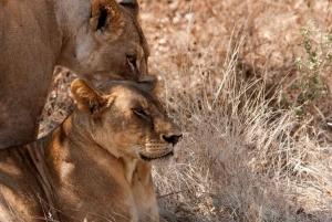 アルーシャ：9日間の究極のサファリアドベンチャー
