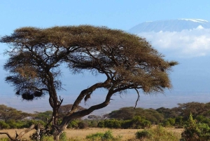 アルーシャ：9日間の究極のサファリアドベンチャー