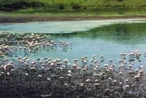 Arusha: Arusha National Park Day Tour
