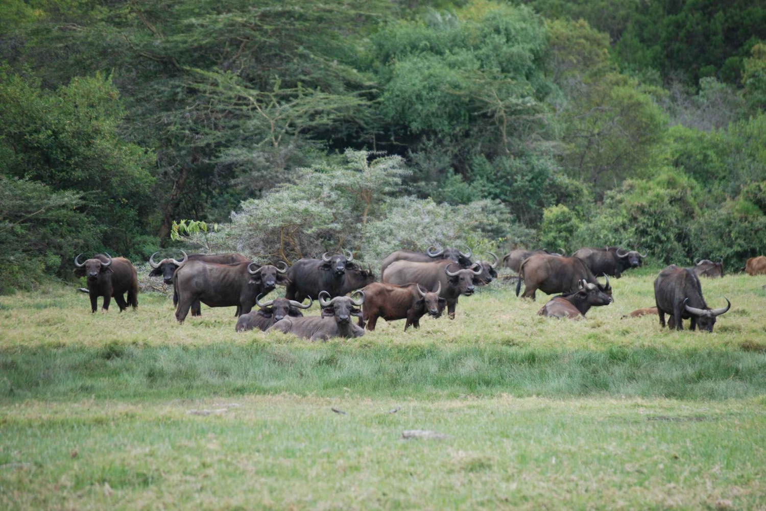 Arusha: Arusha National Park Day Trip w/ Game Drives & Lunch