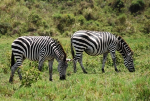 Arusha: Arusha National Park Day Trip w/ Game Drives & Lunch