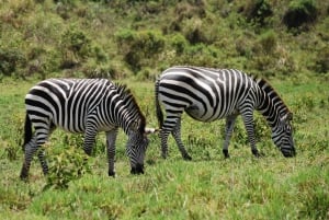 Arusha: Viagem diurna ao Parque Nacional de Arusha com safáris e almoço