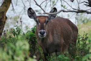 Arusha: Päiväretki Arushan kansallispuistoon peliajoilla ja lounaalla