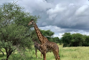 Arusha: Arushan kansallispuiston safariretki