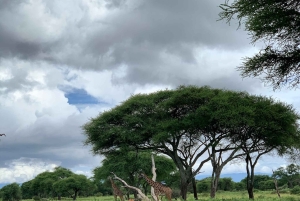 Arusha: Arushan kansallispuiston safariretki