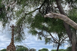 Arusha: Arushan kansallispuiston safariretki