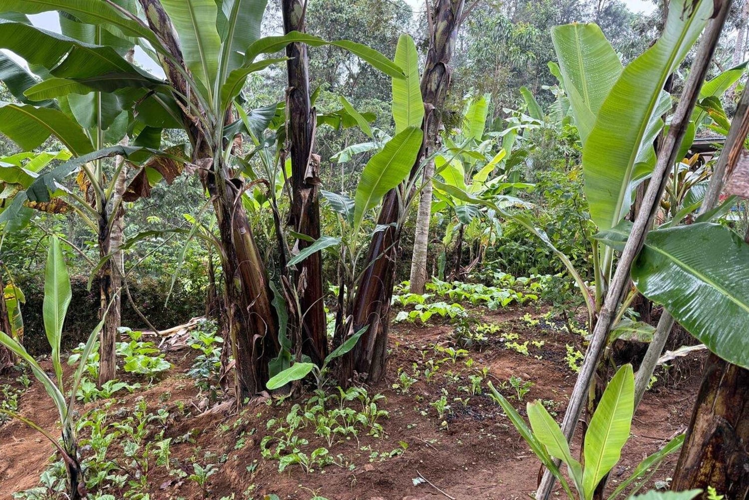 Arusha: Bananen-Erlebnis, Bananenfarmen, Kochen & Kultur